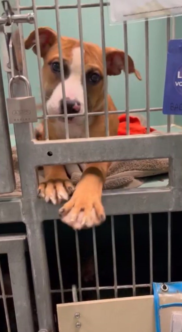 dog giving his hand trough cage gate