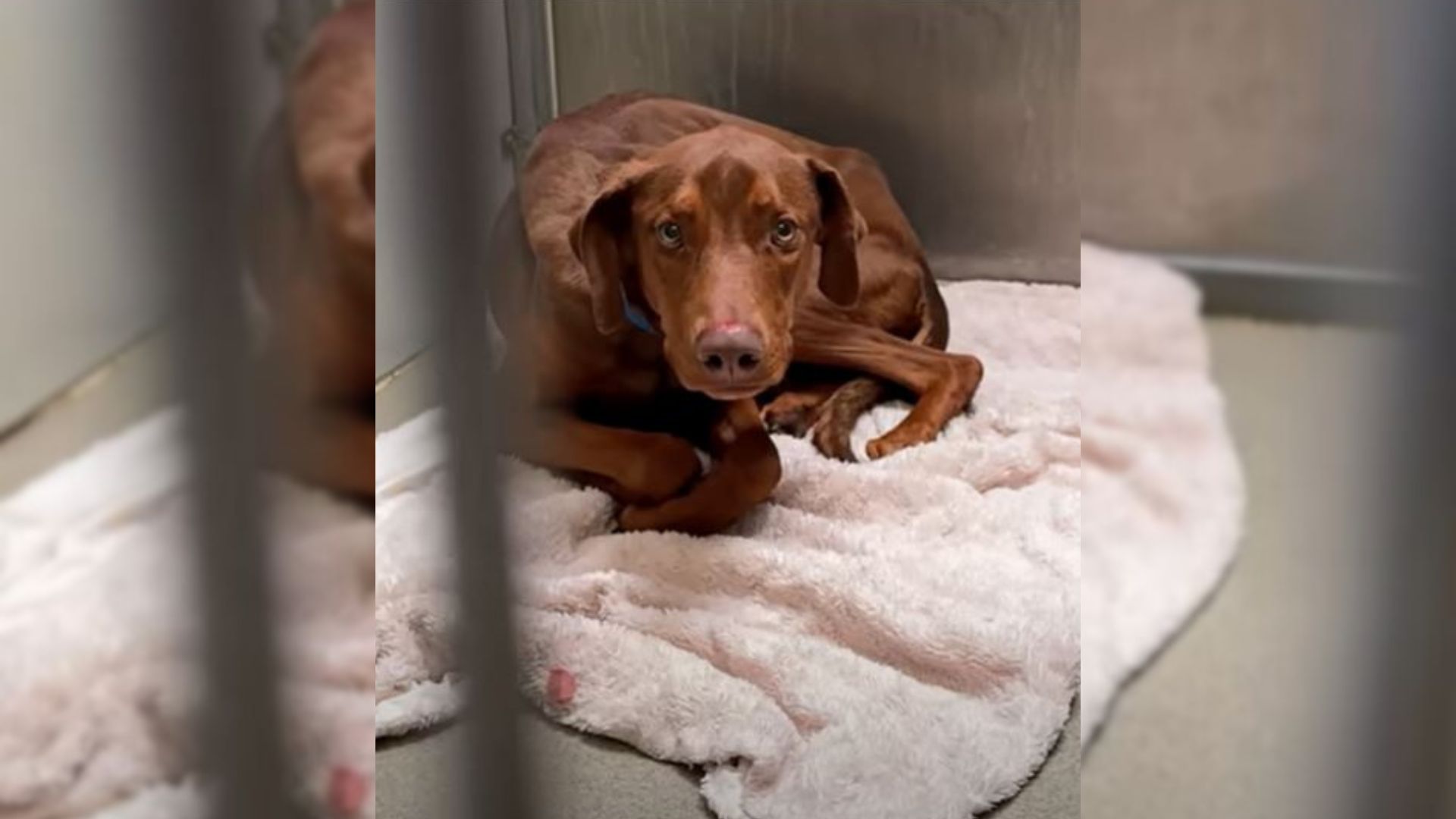 Dog Hears He’s A “Good Boy” For The First Time In His Life And His Reaction Is Priceless