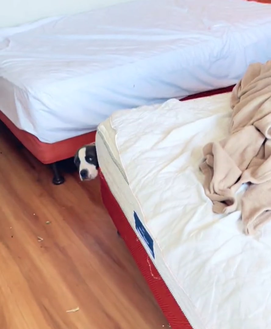 dog hiding behind bed