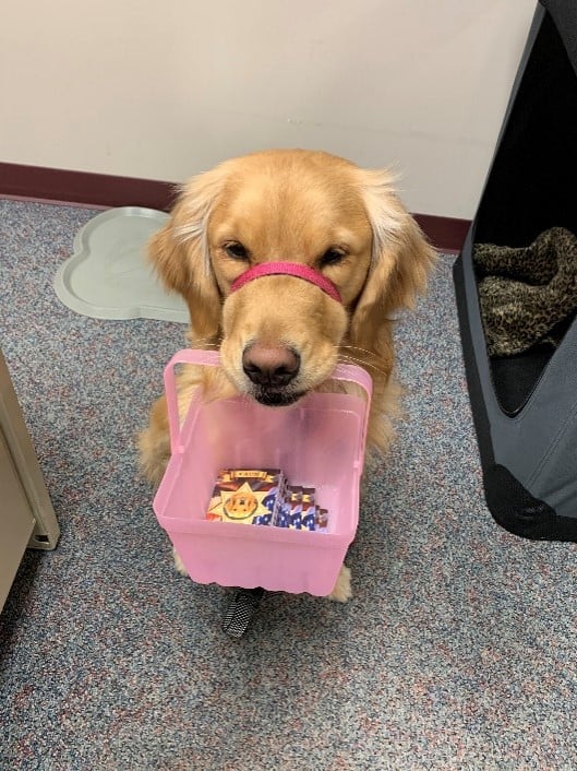 dog holding the bucket