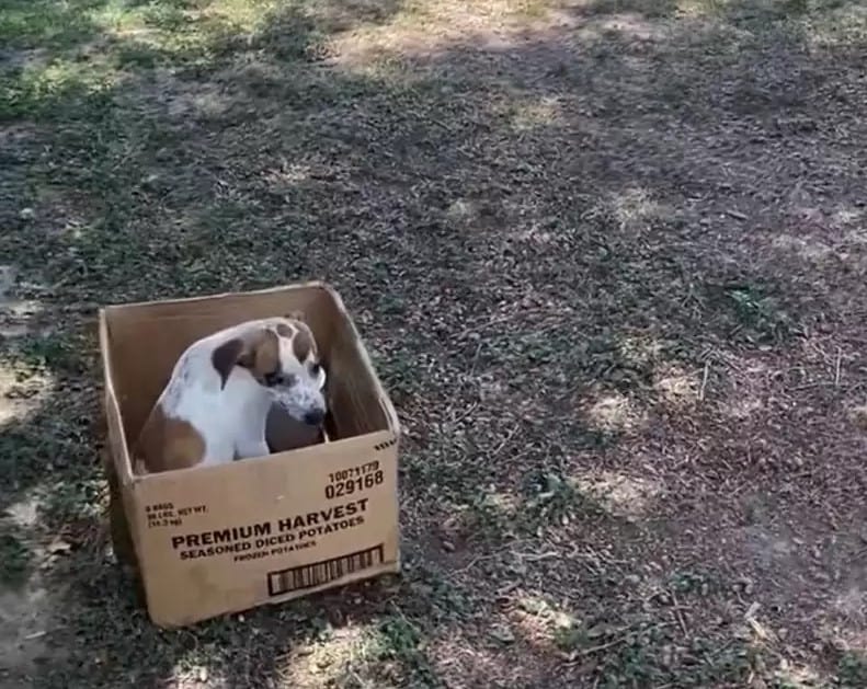 dog in a box