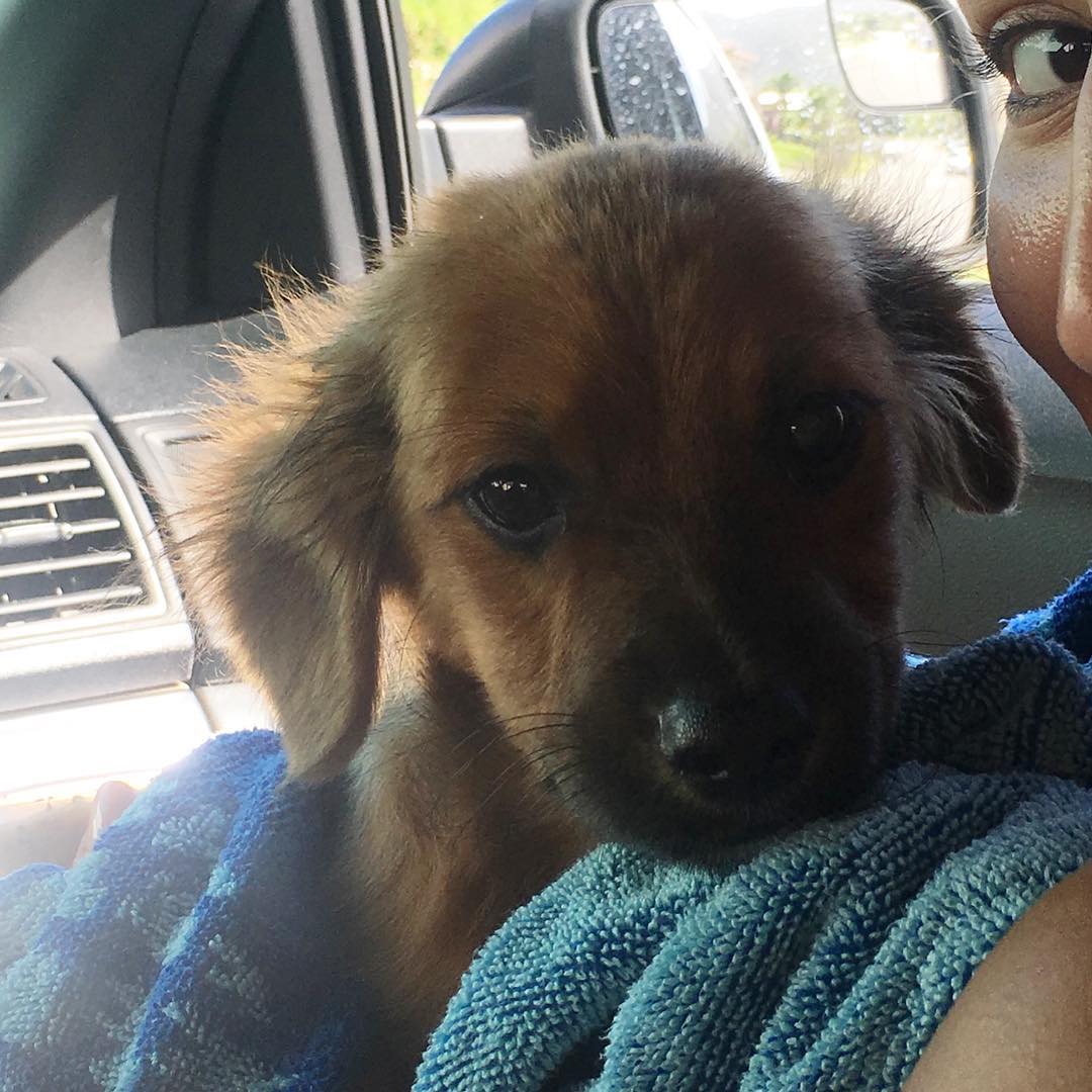 dog in a car with its owner