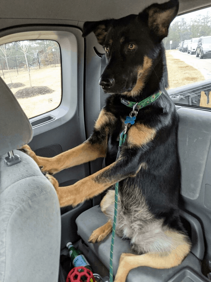 dog in a car