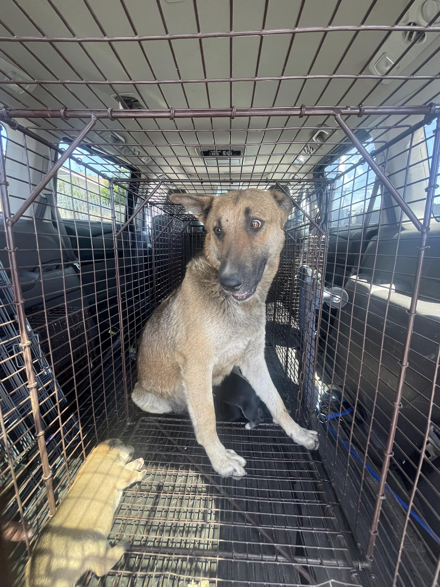 dog in a kennel