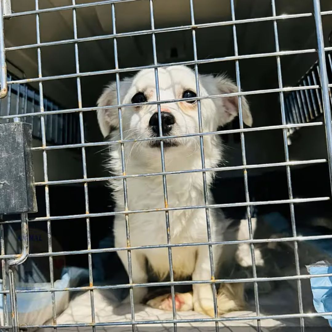 dog in a kennel