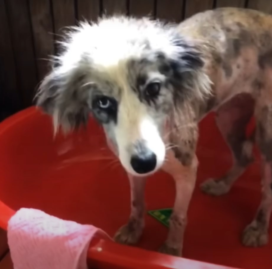 dog in a red bucket