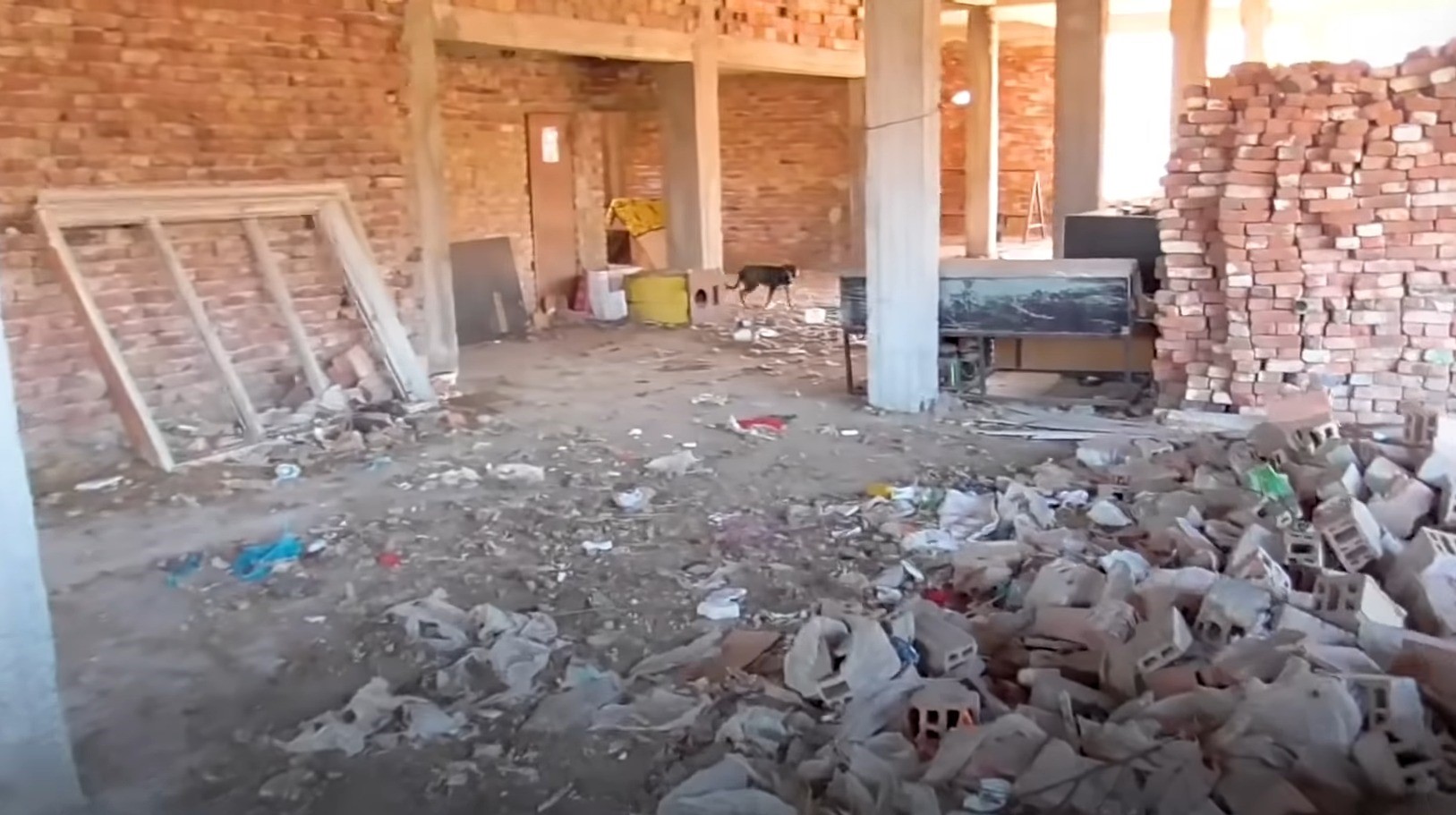 dog in abandoned house