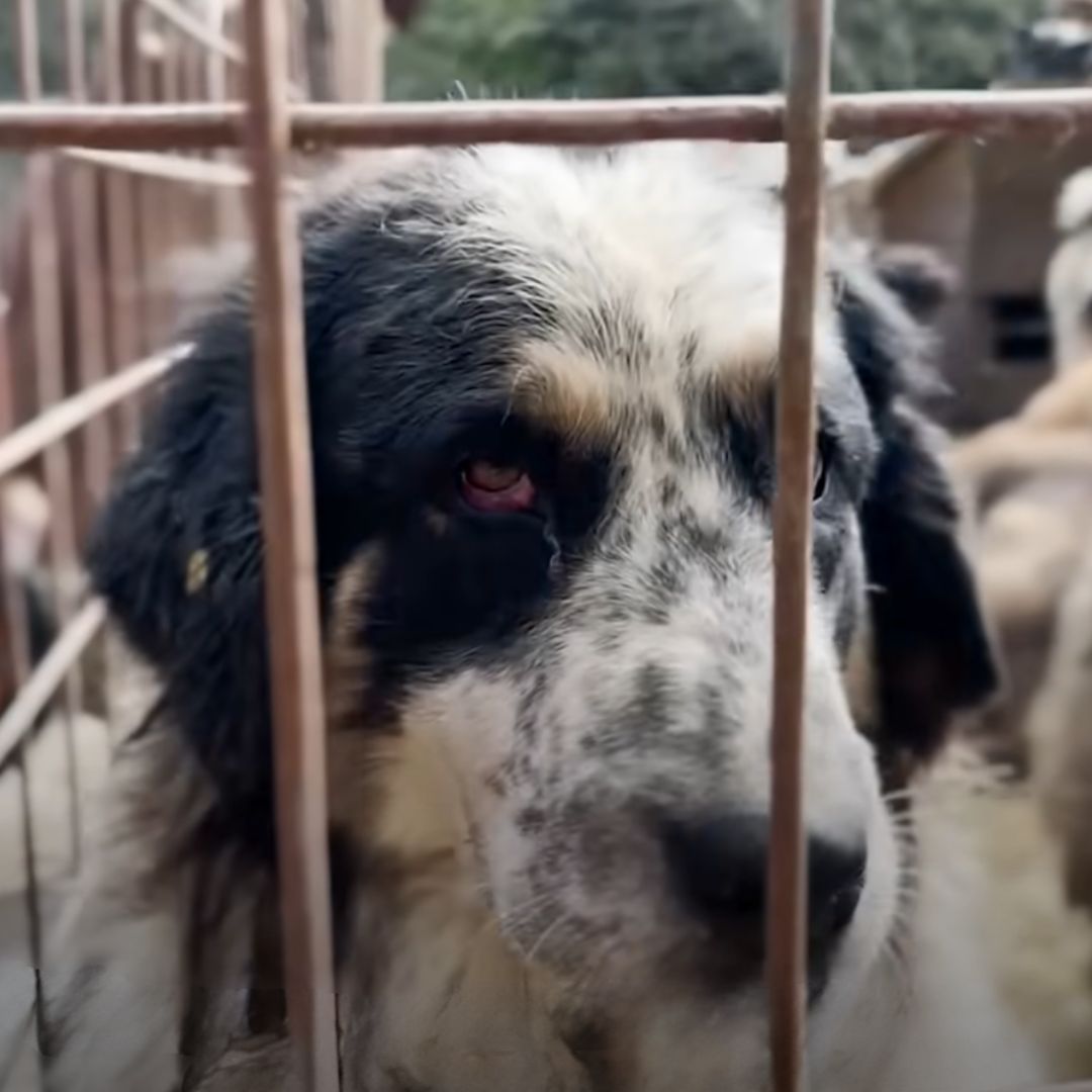 dog in cage