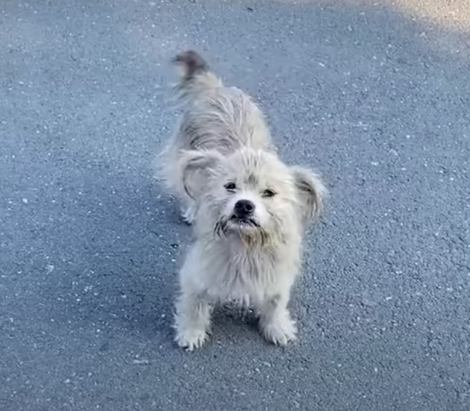 dog in the street