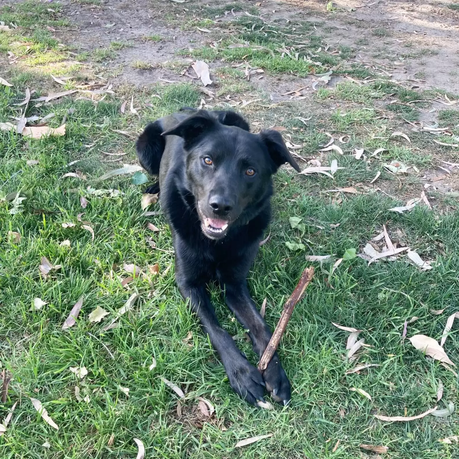 dog in the yard