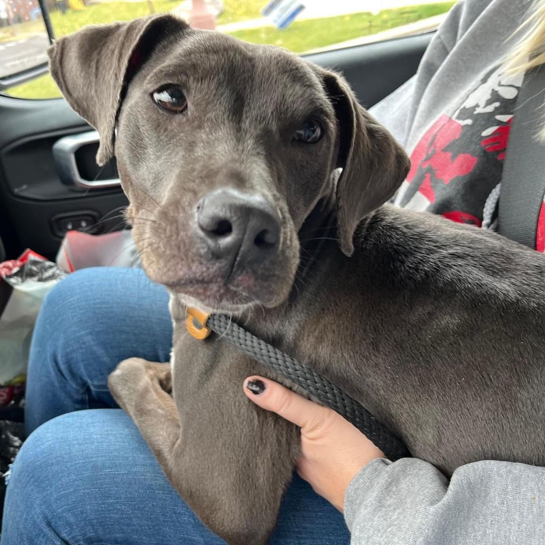 dog in woman's lap