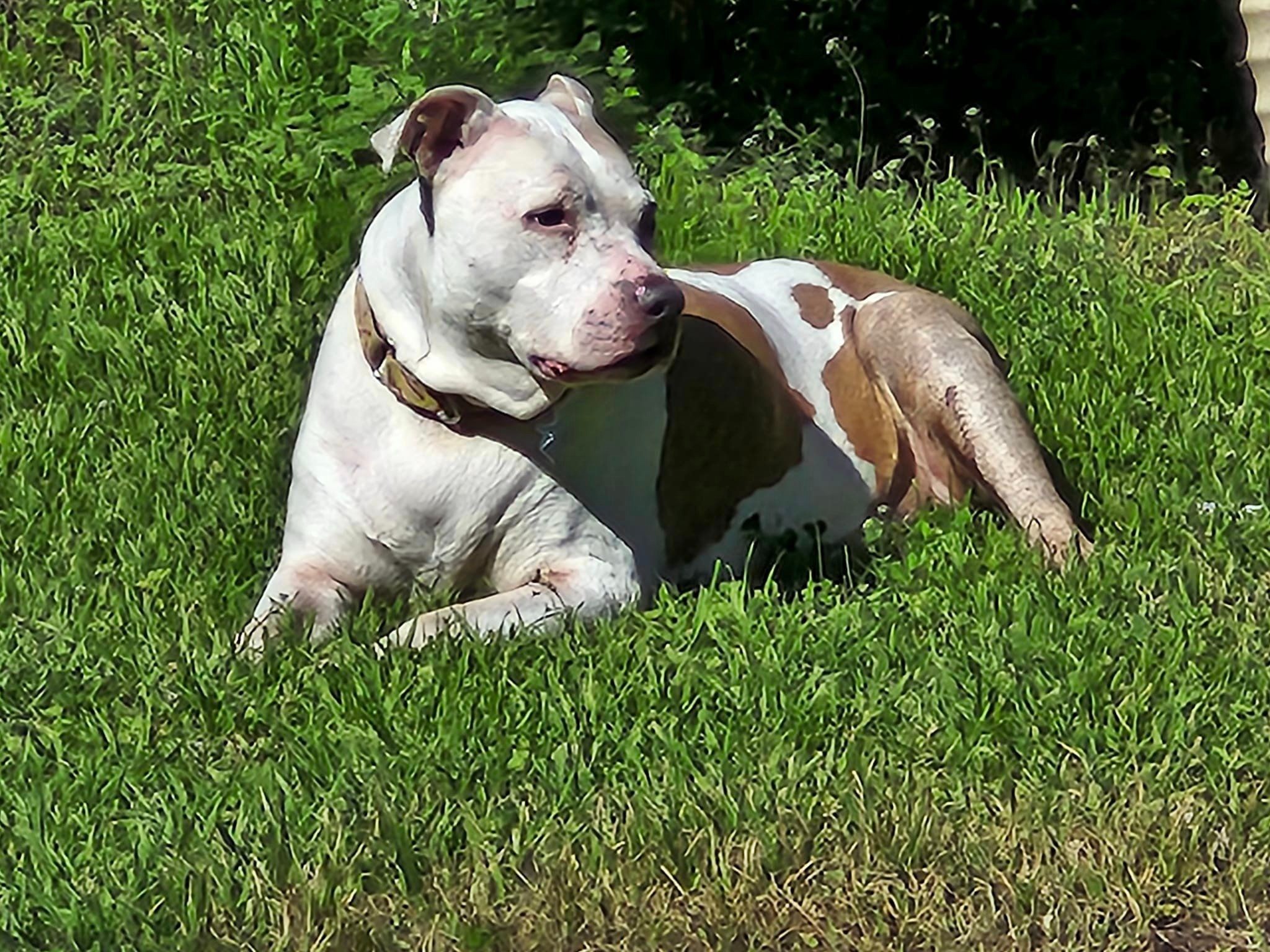 dog laying in the grass