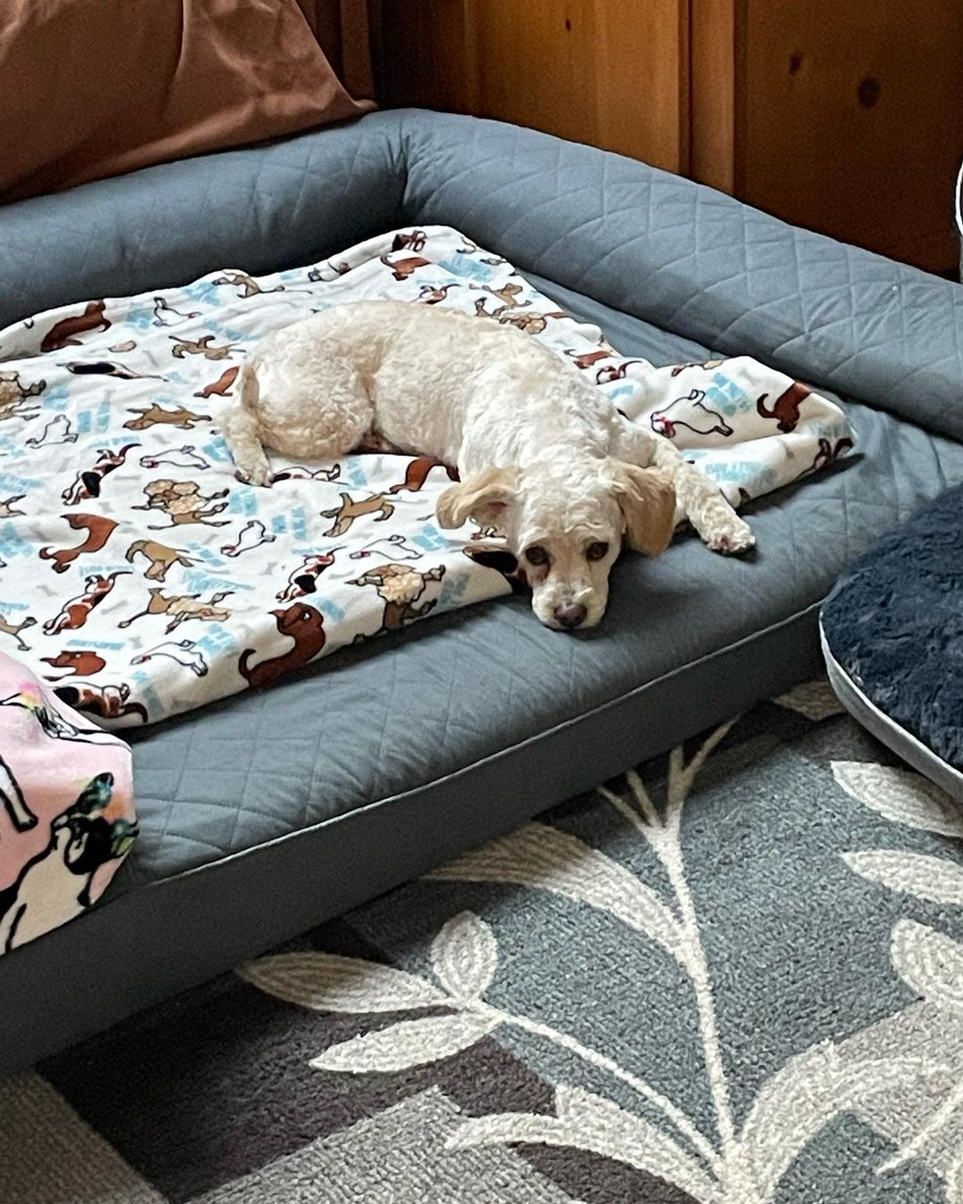 dog laying on bed