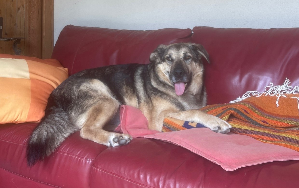 dog laying on couch