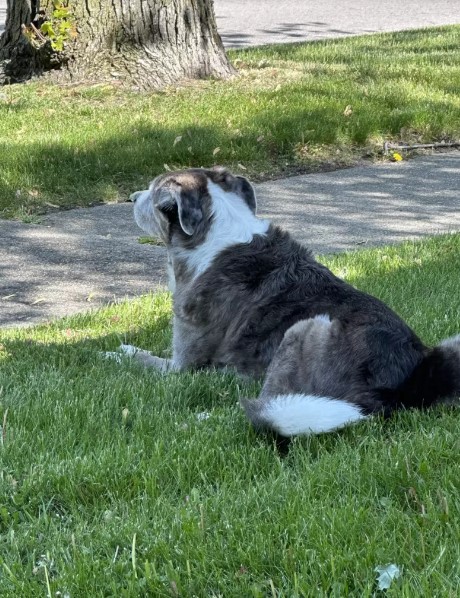 dog laying outdoor