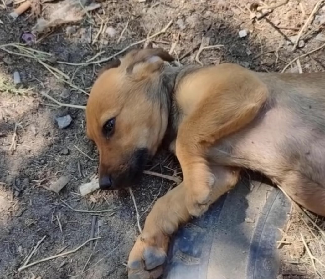 dog lays on the ground