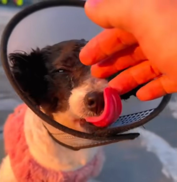 dog licking owner fingers