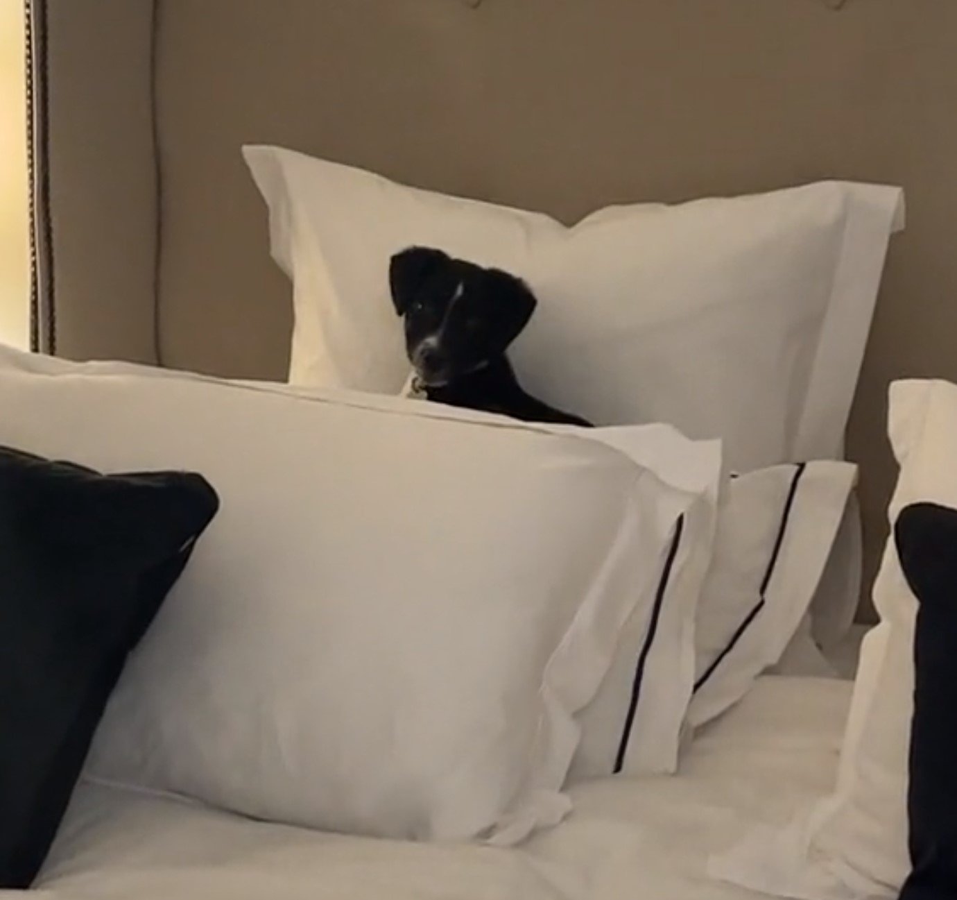 dog lying behind pillows