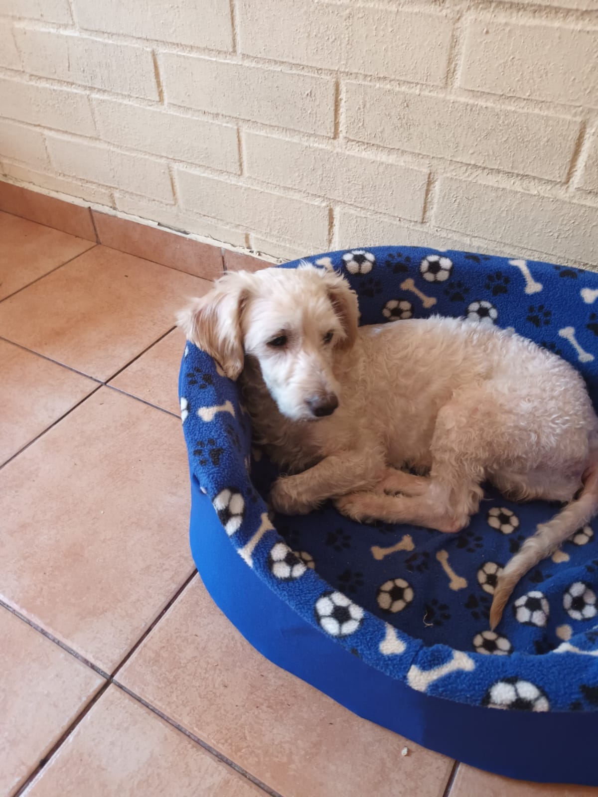 dog lying in dog bed