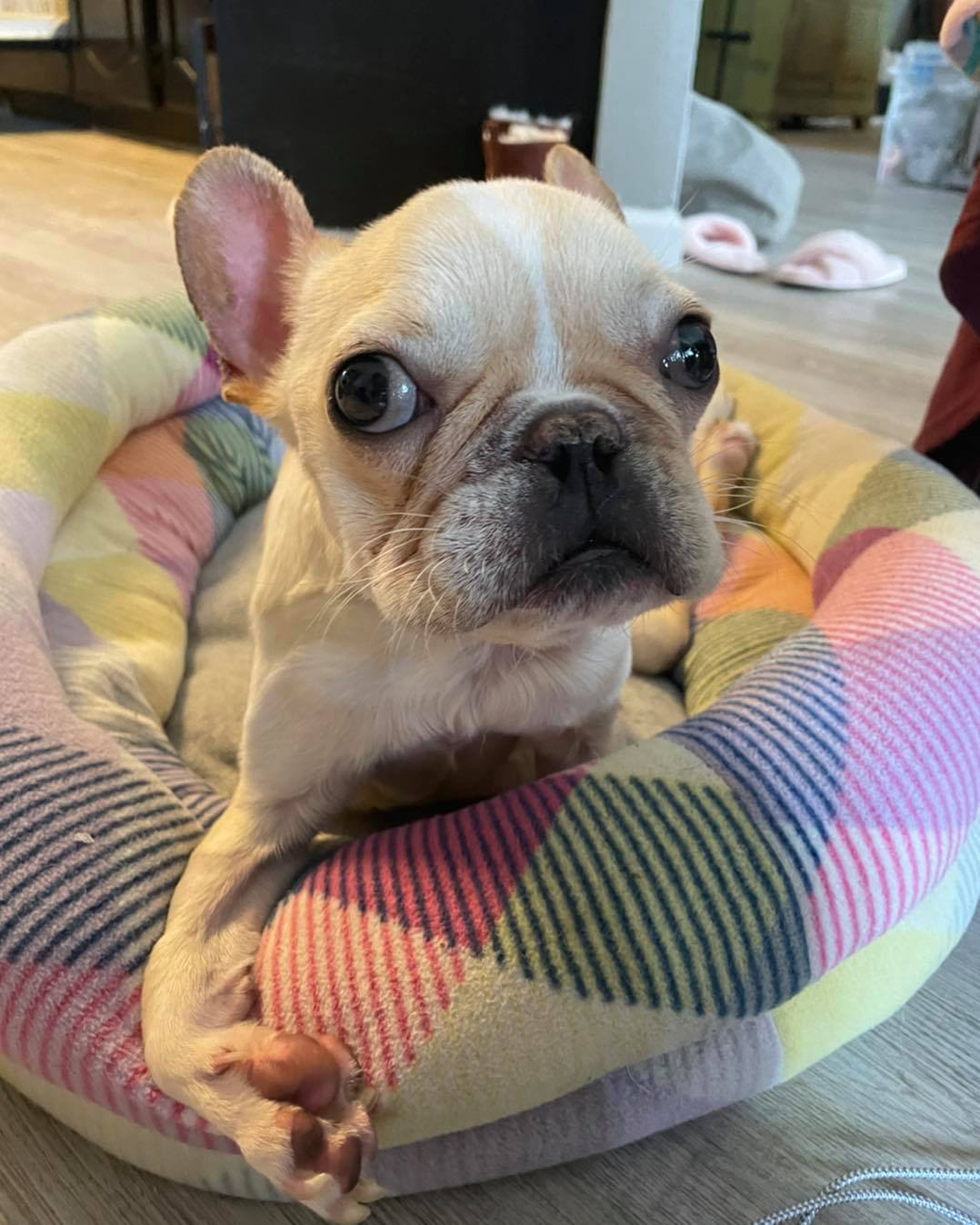 dog lying in dog bed