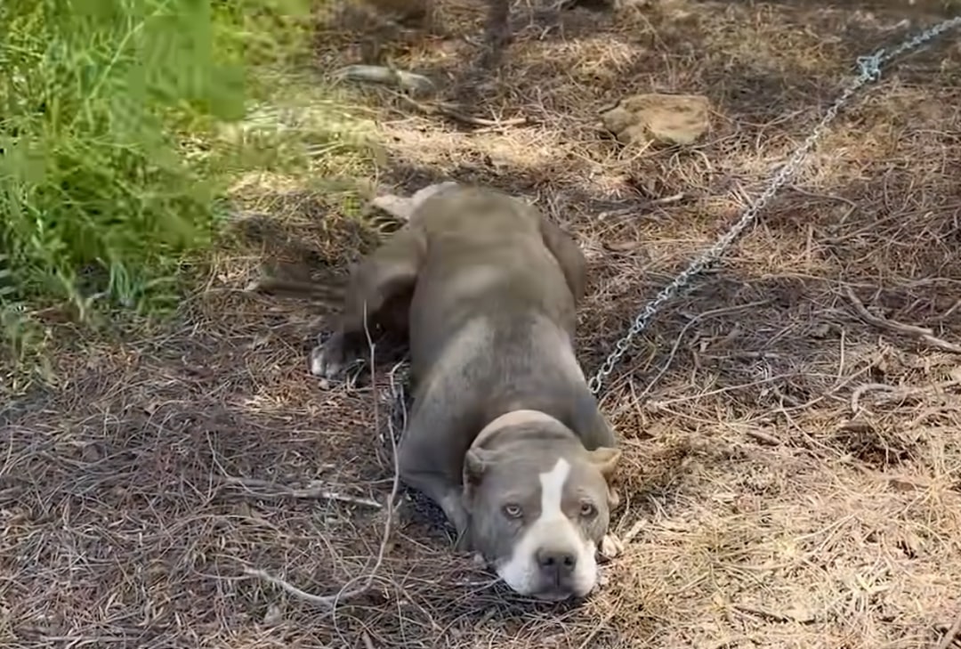 dog lying in the wood