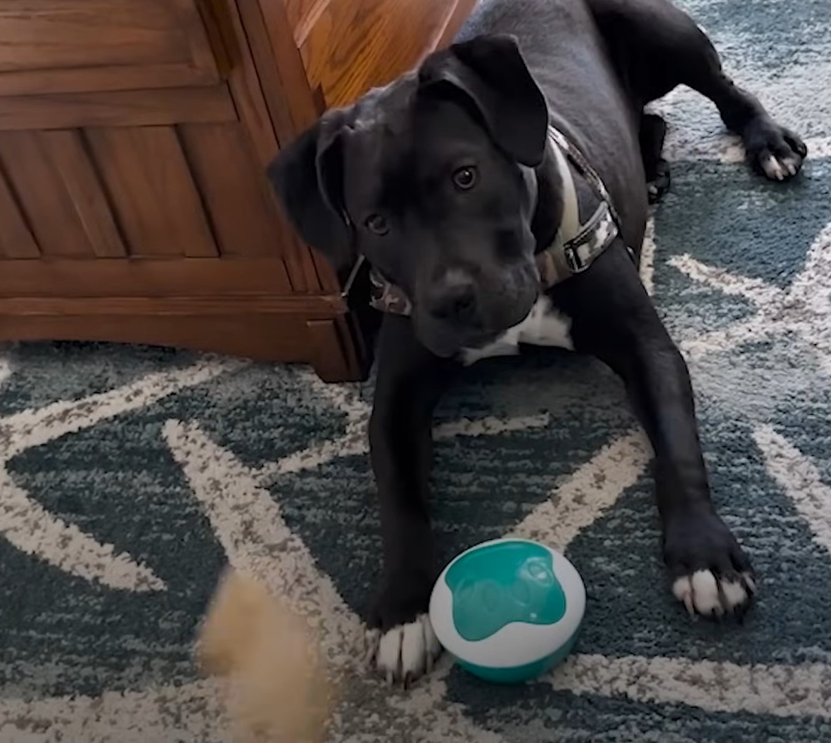 dog lying indoors