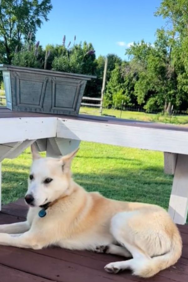 dog lying on a wooden patio