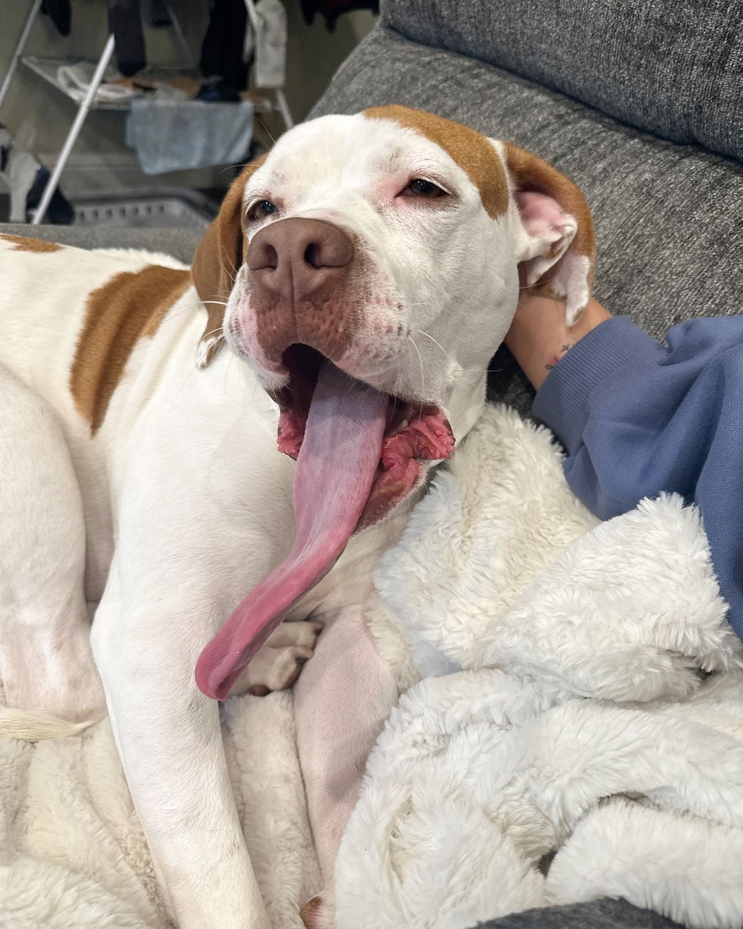 dog lying on couch