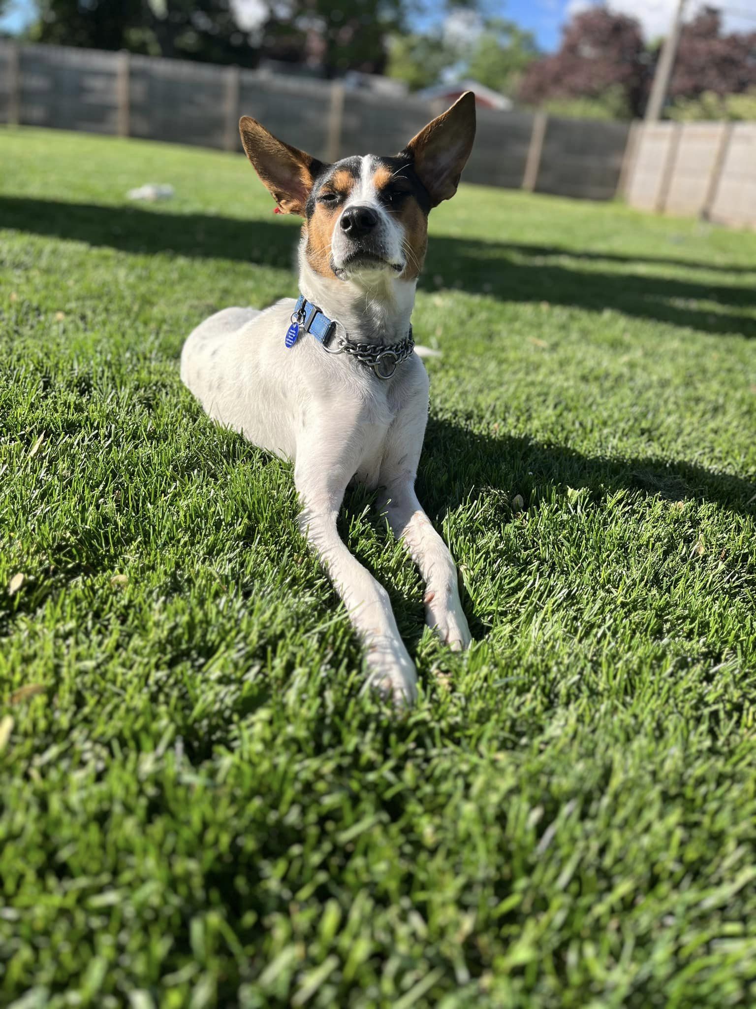 dog lying on green grass