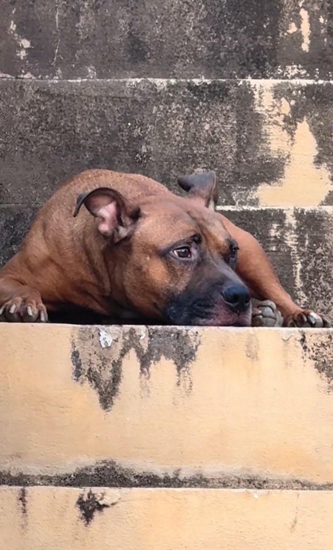 dog lying on outdoor stairs