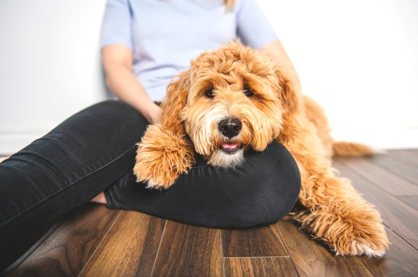 dog lying on owner's lap