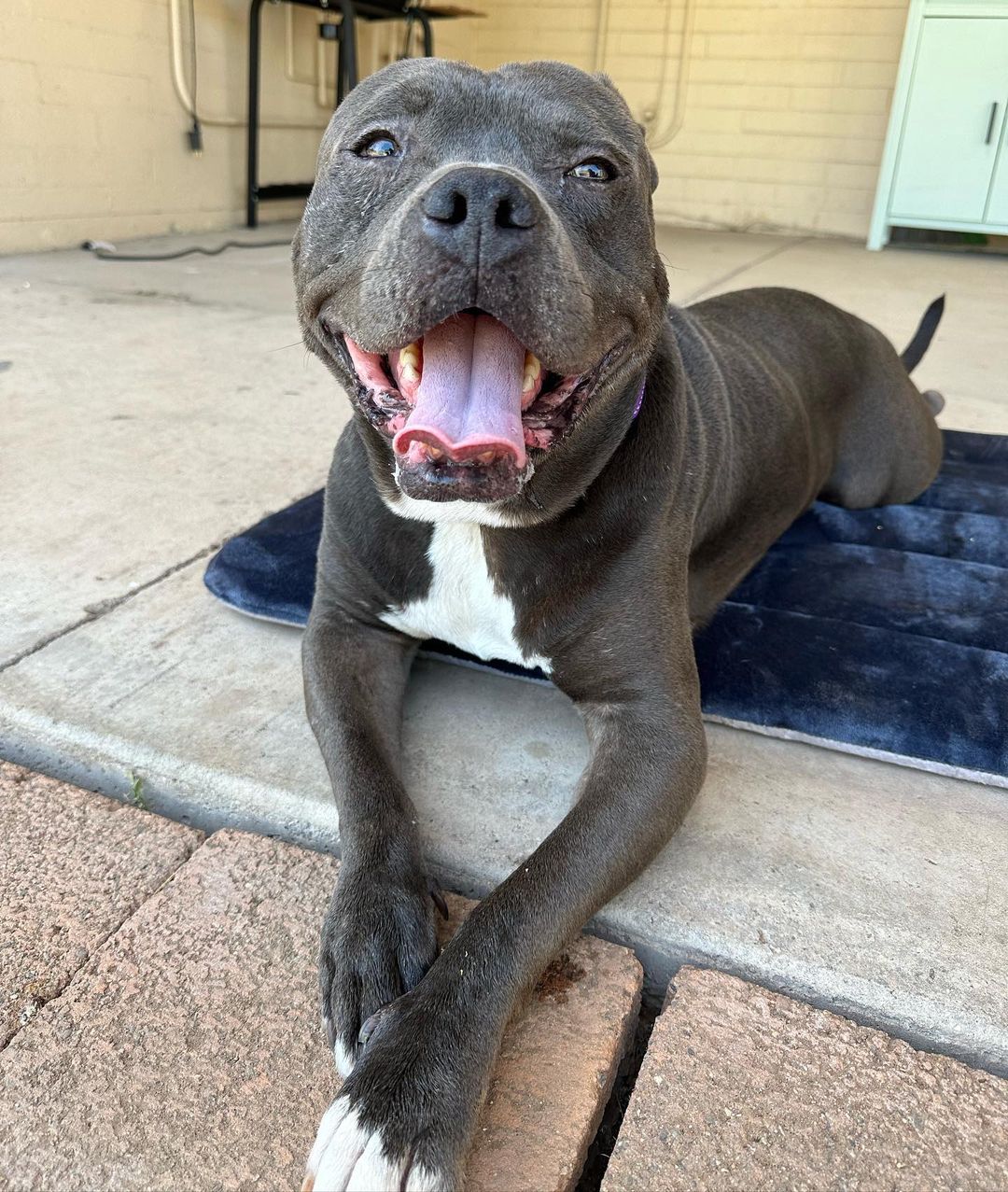 dog lying on the doorside