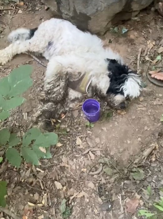 dog lying on the ground