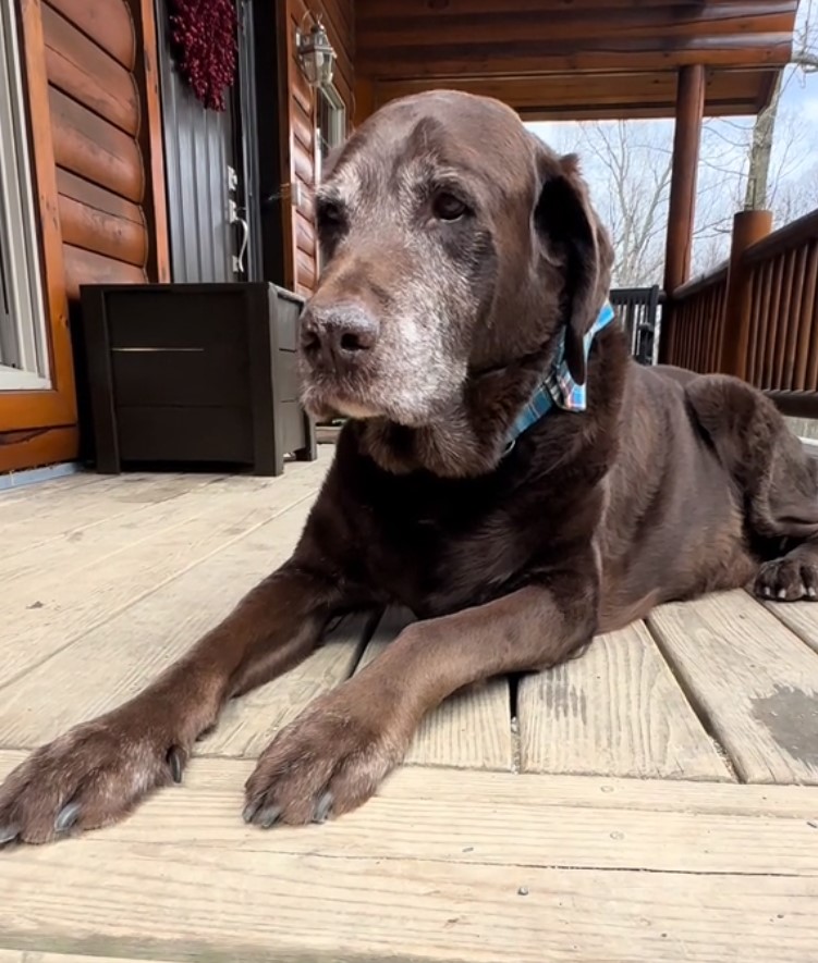 dog lying on the porch