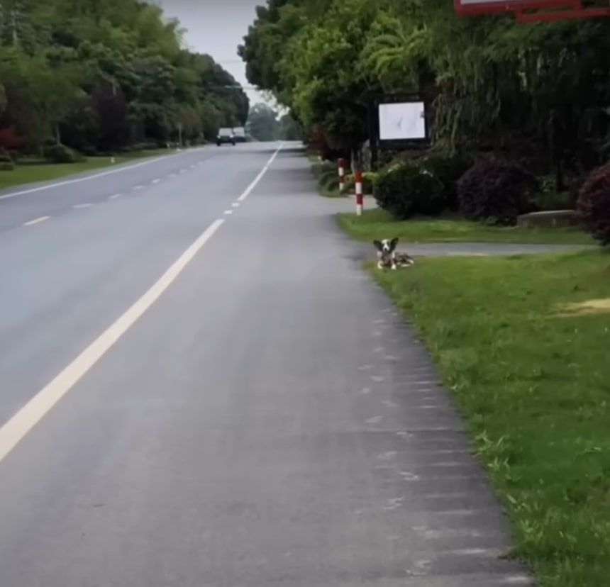 dog lying on the side of the road