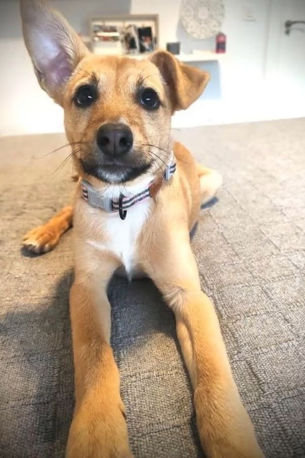 dog lying with one ear down