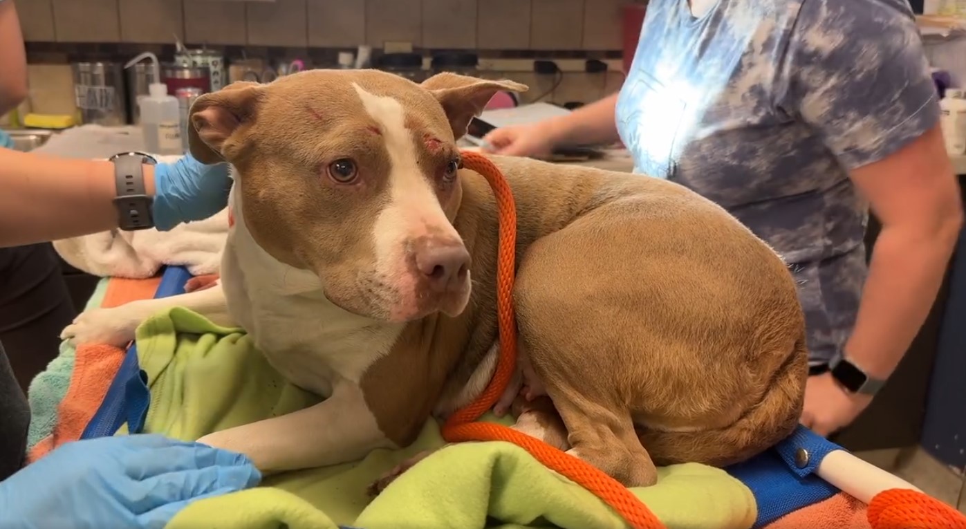 dog lying with orange rope