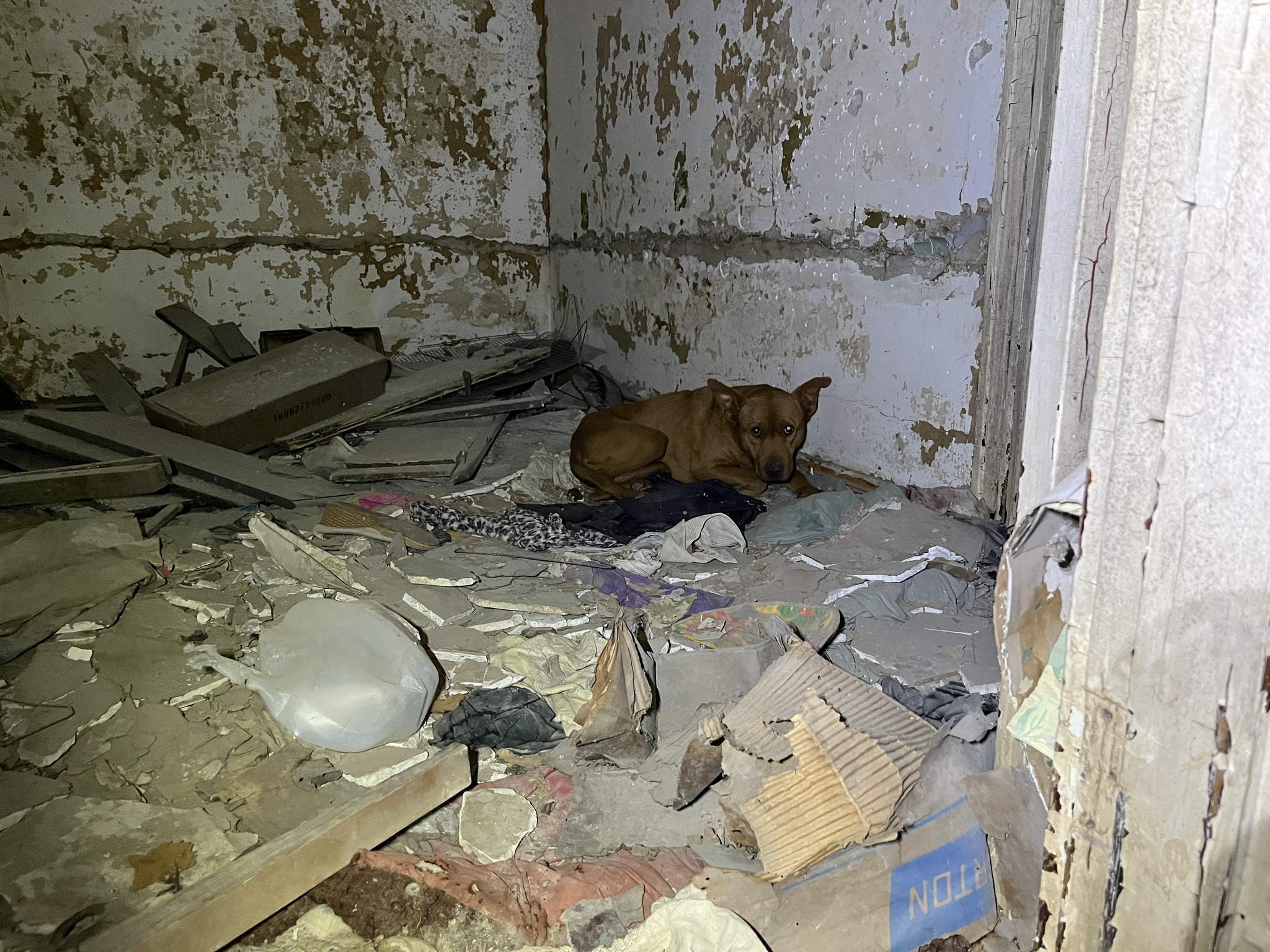 dog named habanero on a pile of rubble