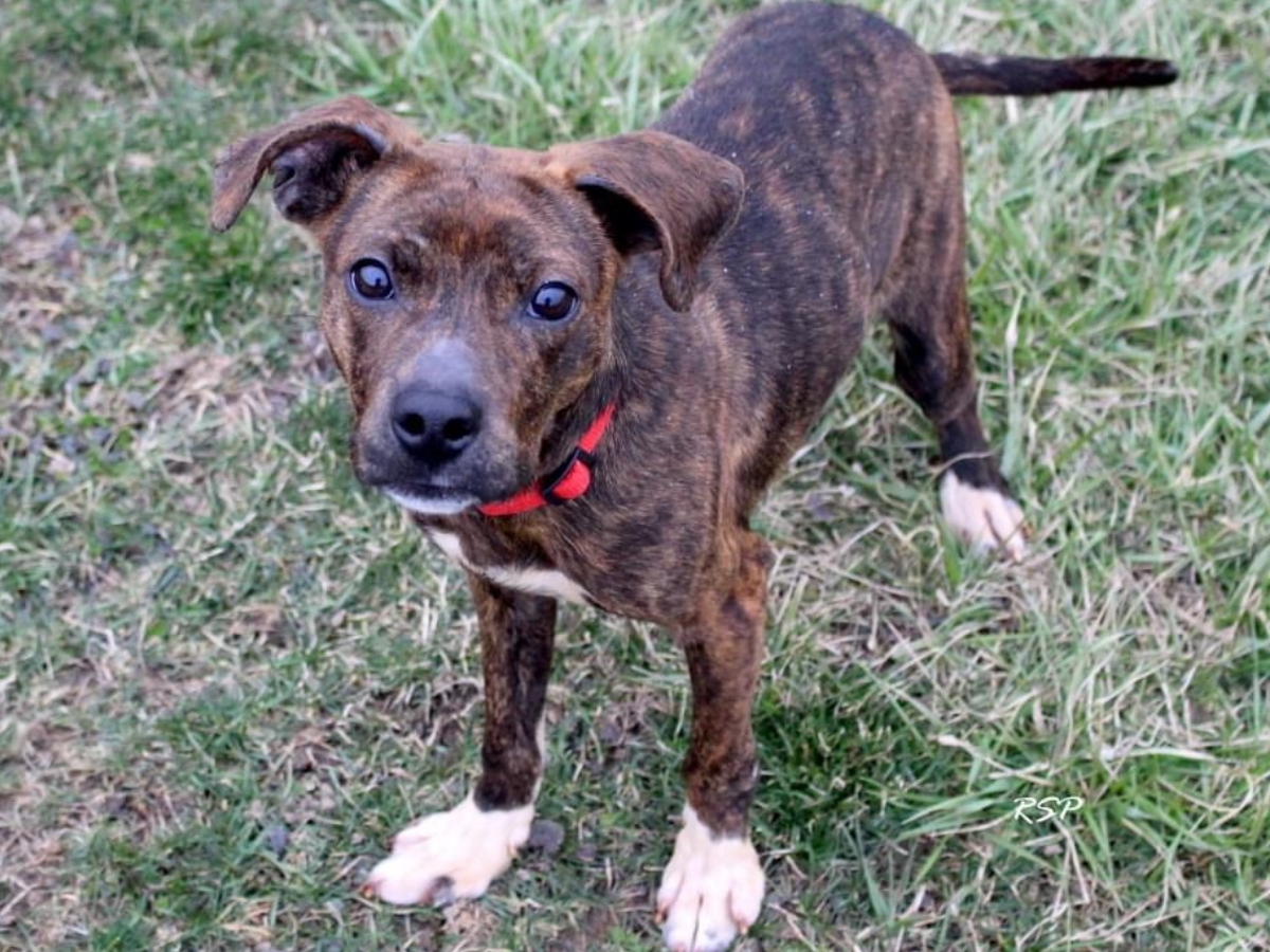 dog named joey standing on grass