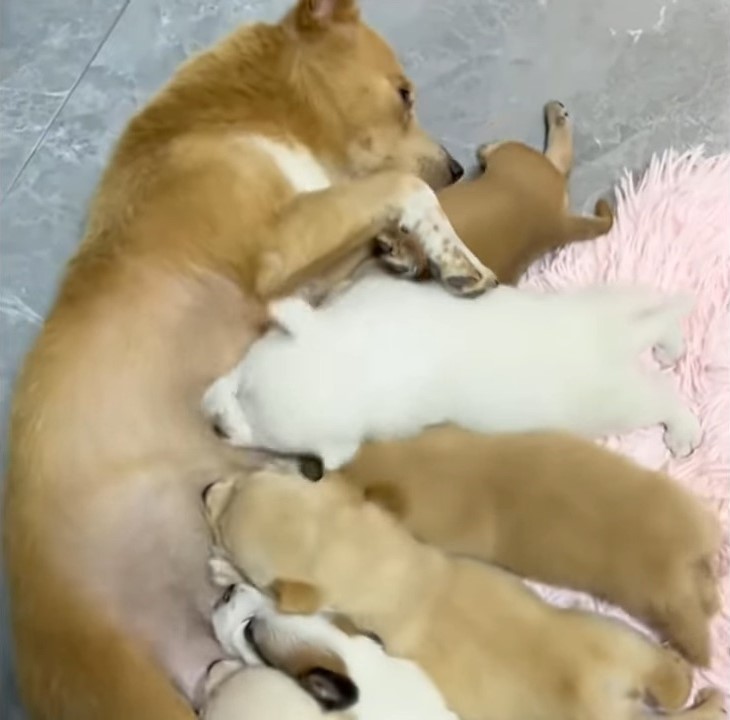 dog nursing puppies