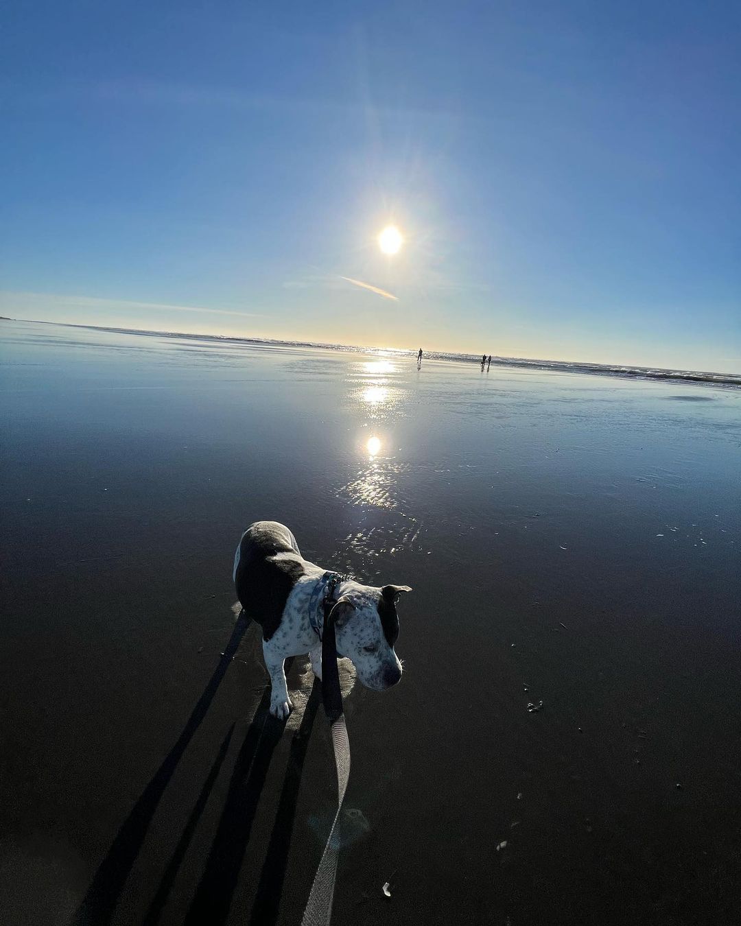 dog on a beach