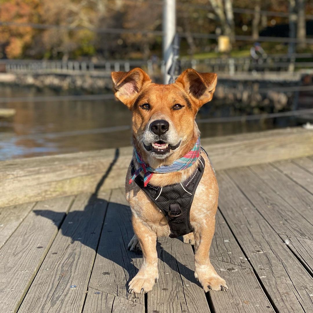 dog on a dock