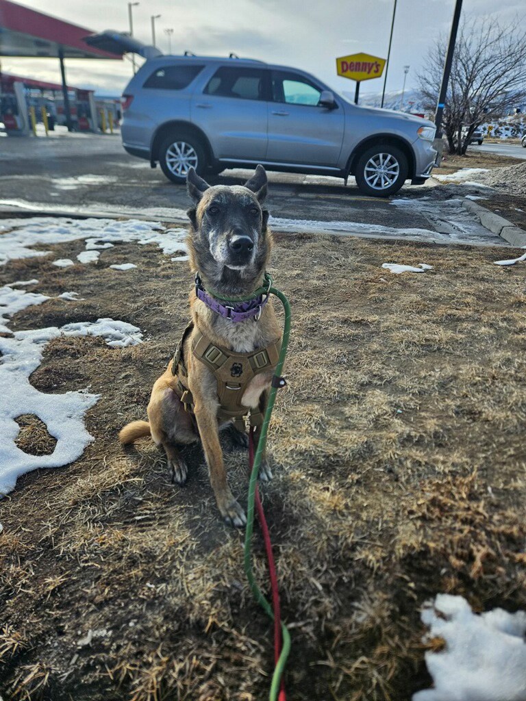 dog on a leash