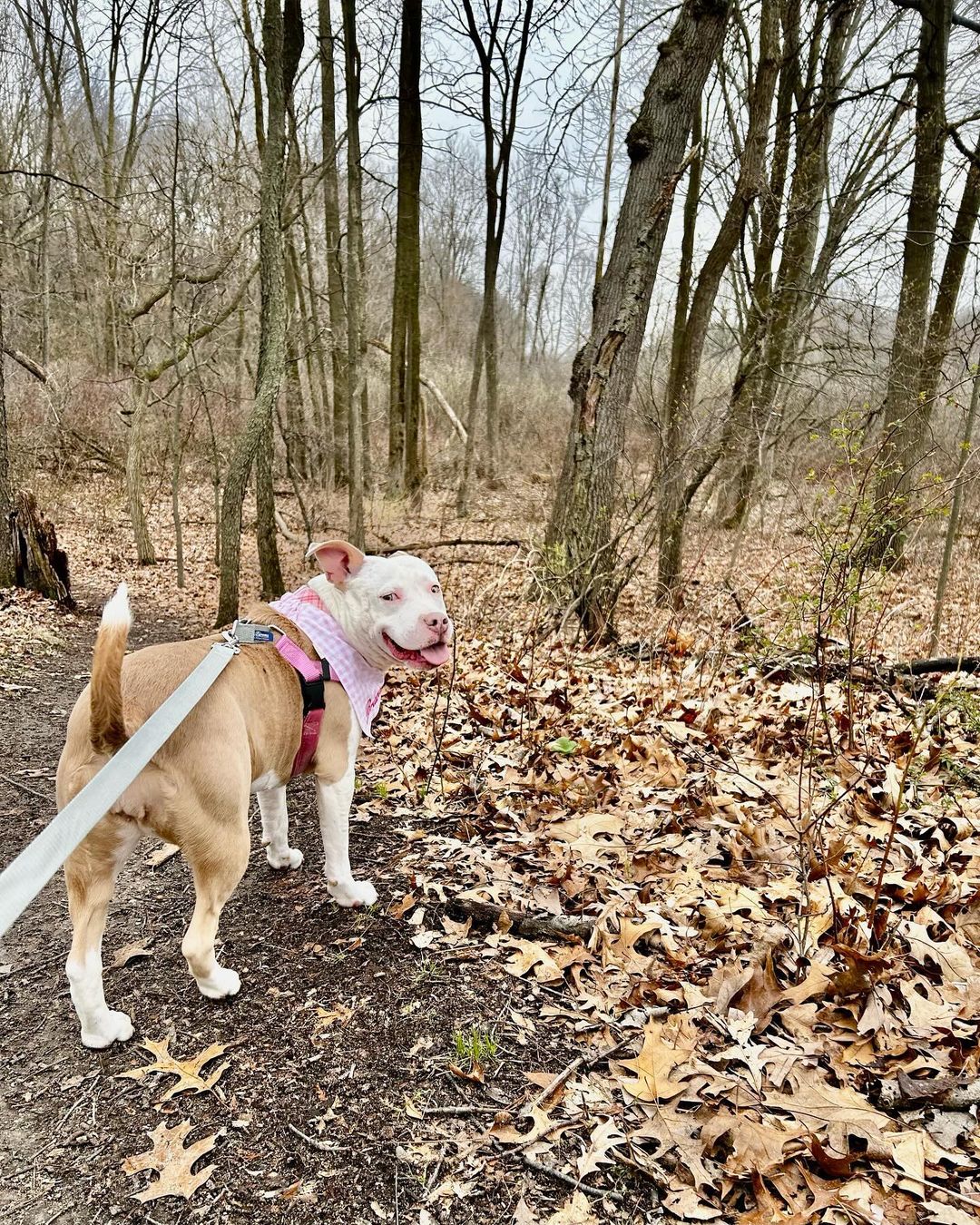 dog on a leash in the woods