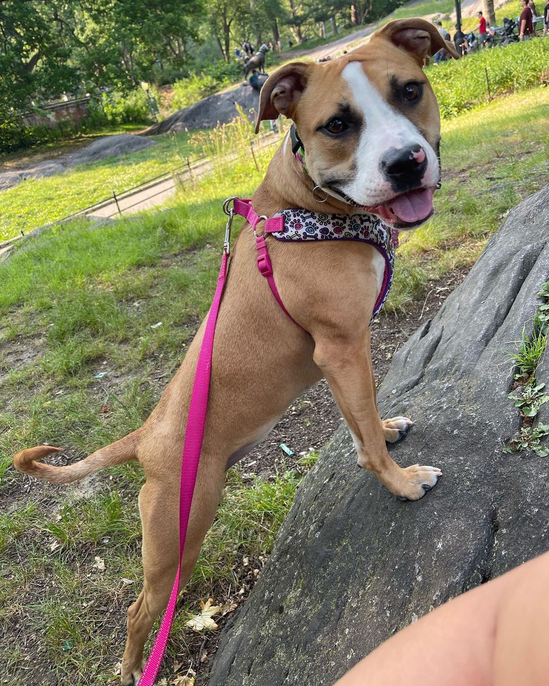 dog on a pink leash in park