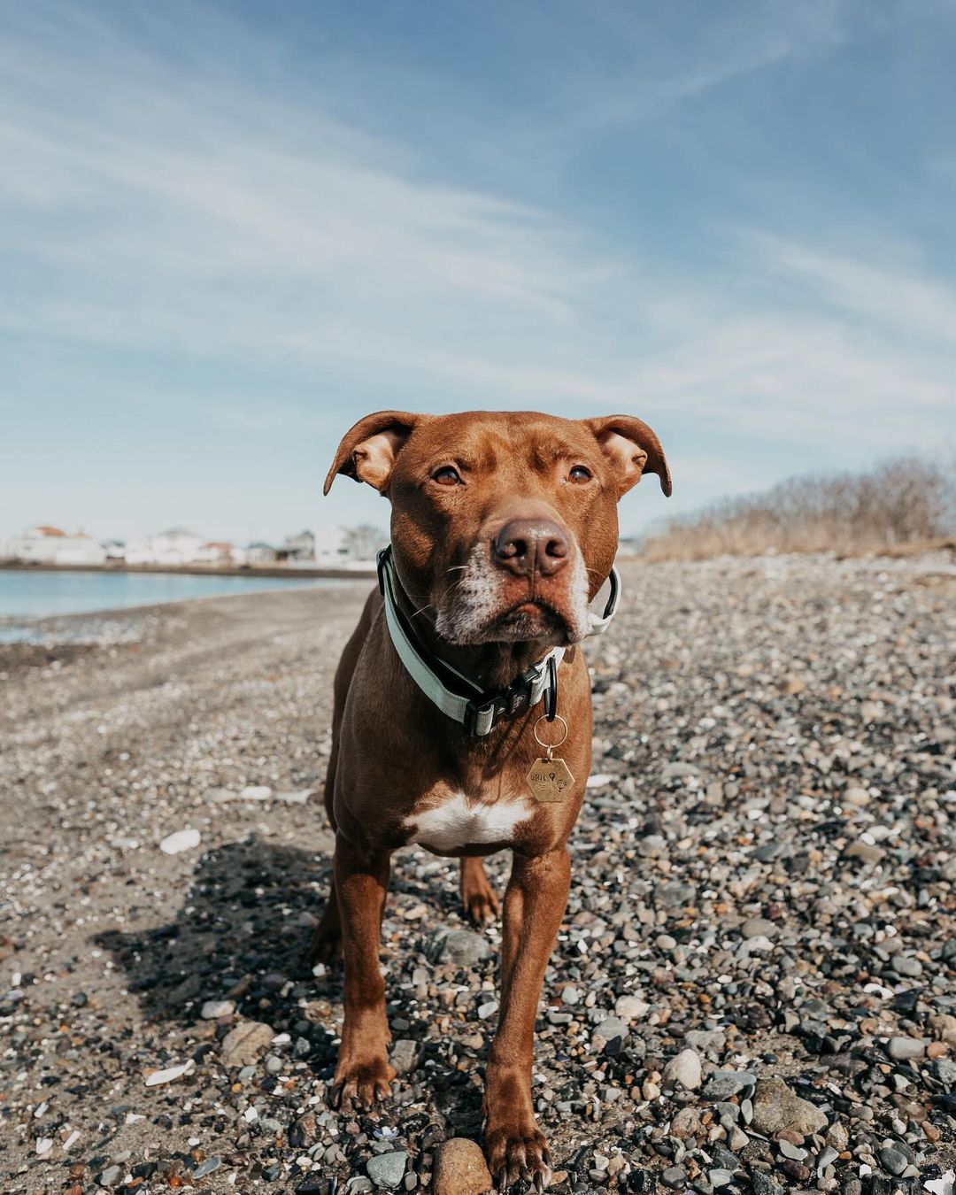 dog on beach