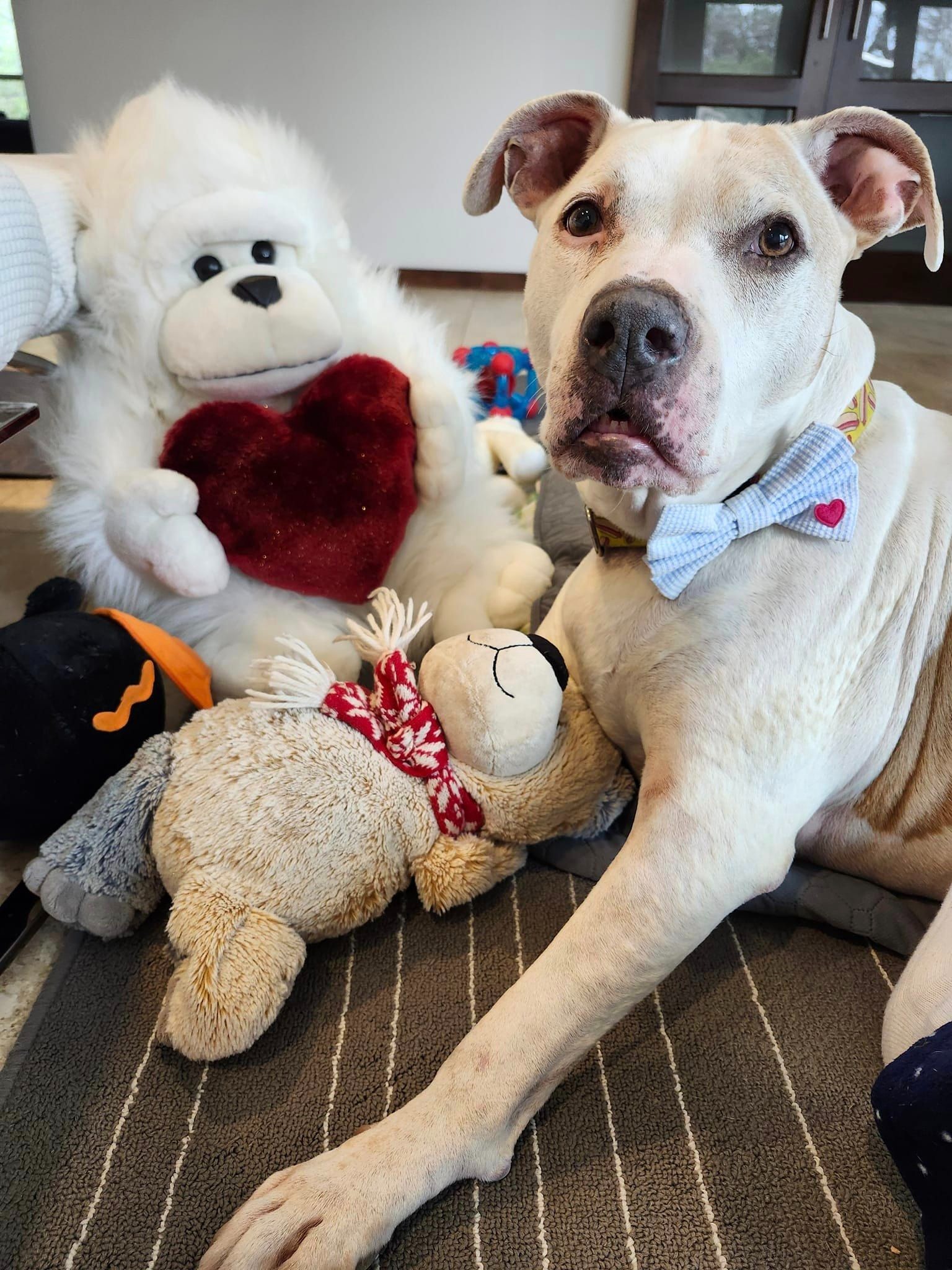 dog on the floor with his toys