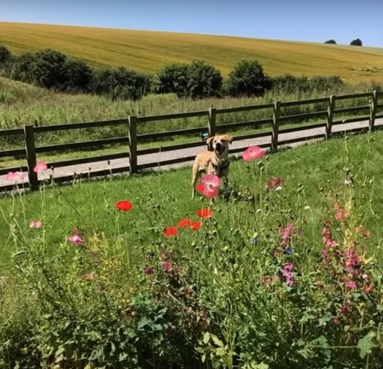 dog on the grass field