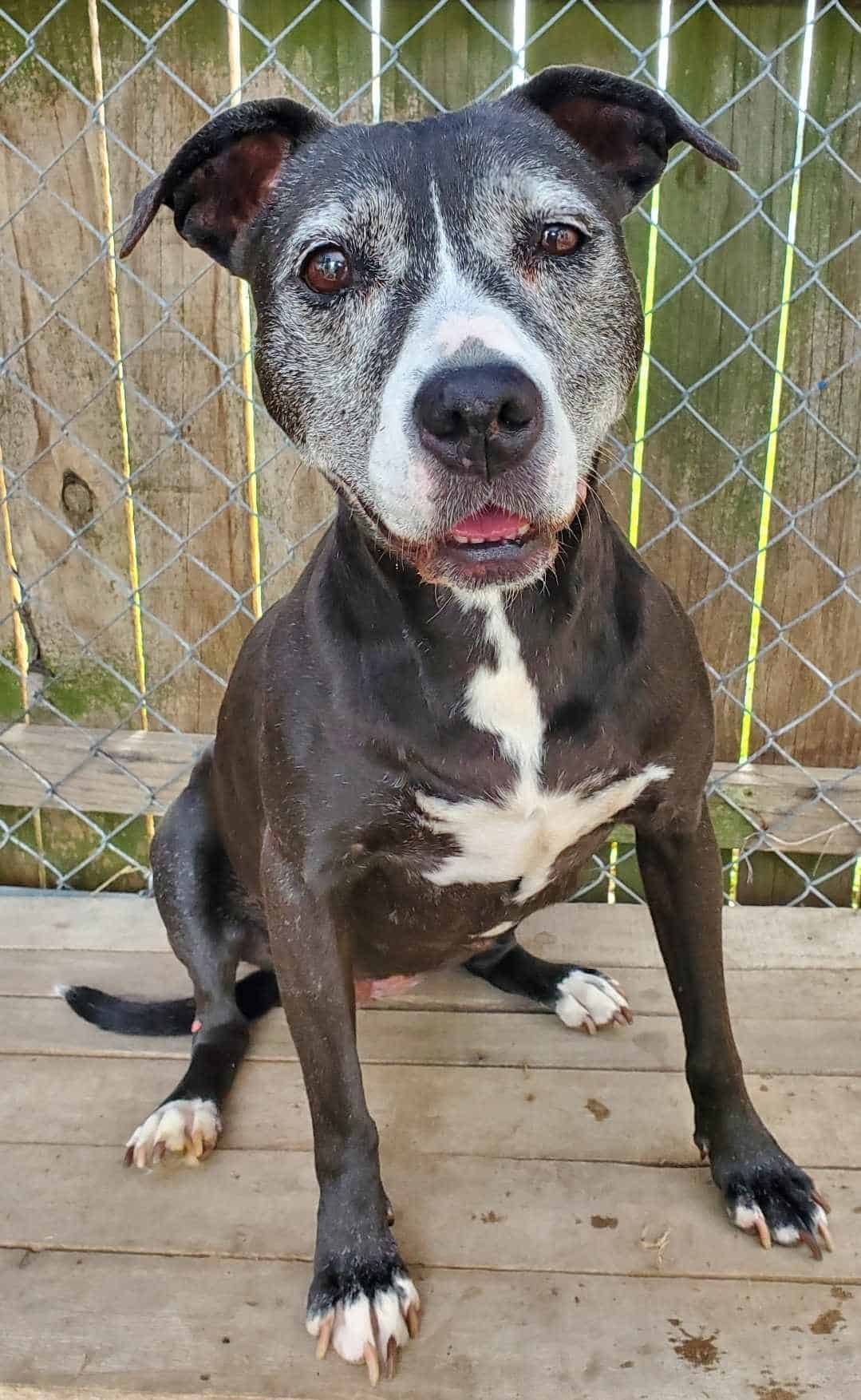 dog on the porch