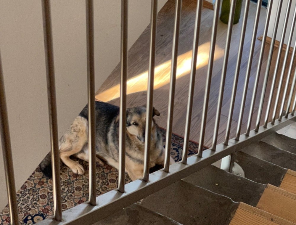 dog on the stairs